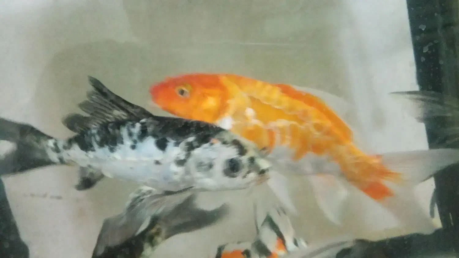 ماهی کوی ۱۰ الی ۱۵ سانت خوشکل پوست چرم|ماهی|کاشان, گارزگاه|دیوار