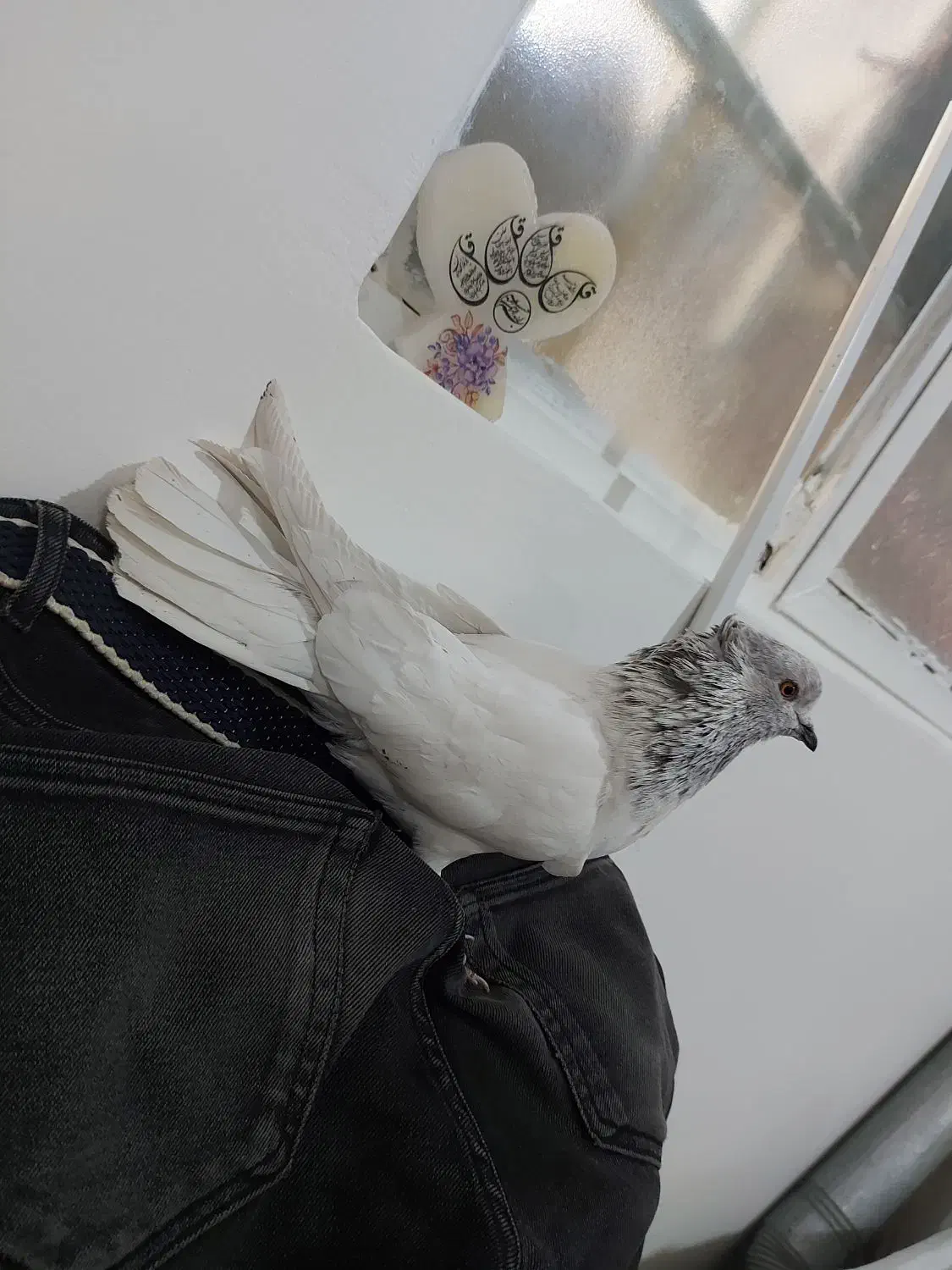 کفتر پرشی|پرنده|شهریار, شهرک شاهد|دیوار