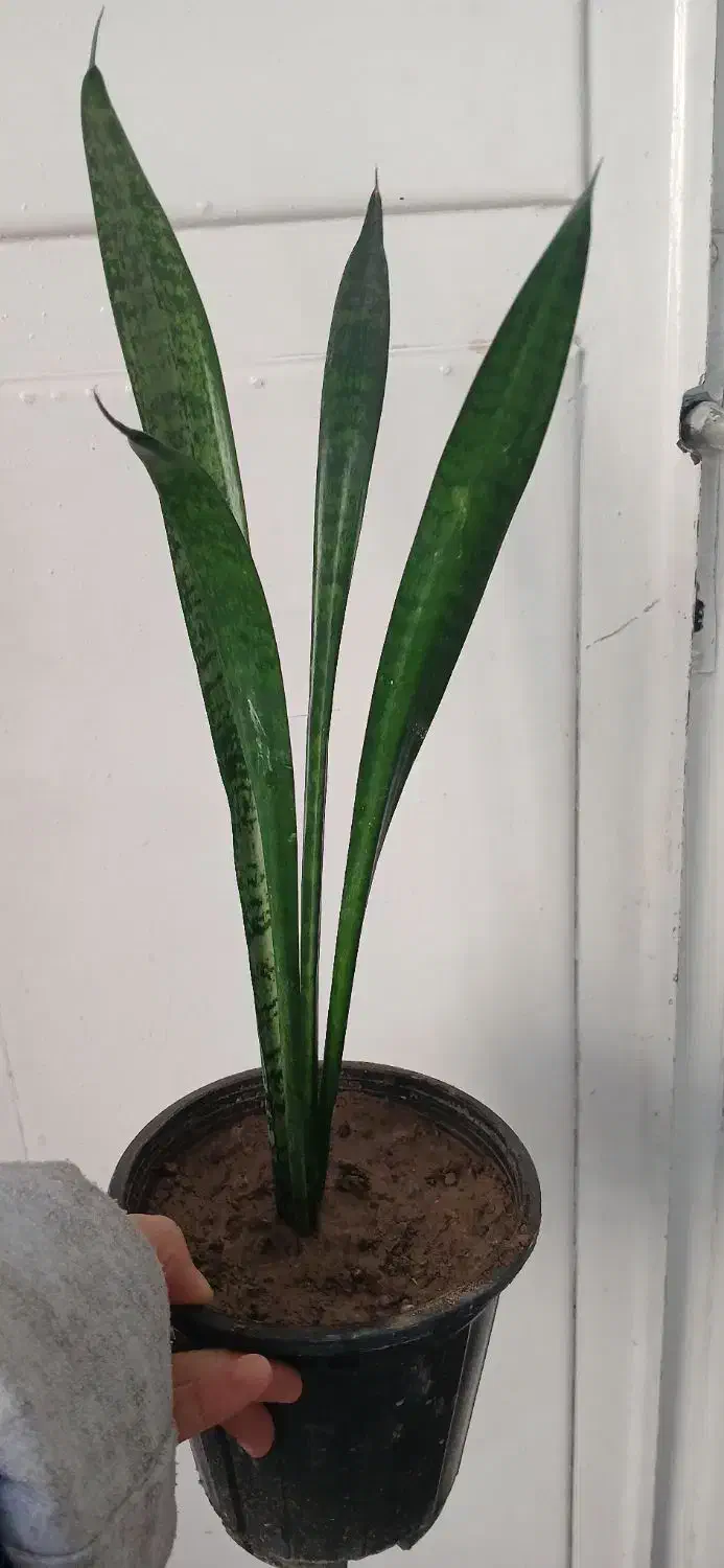 چند گل طبیعی.هدیه روز مادر|گل و گیاه طبیعی|تبریز, |دیوار