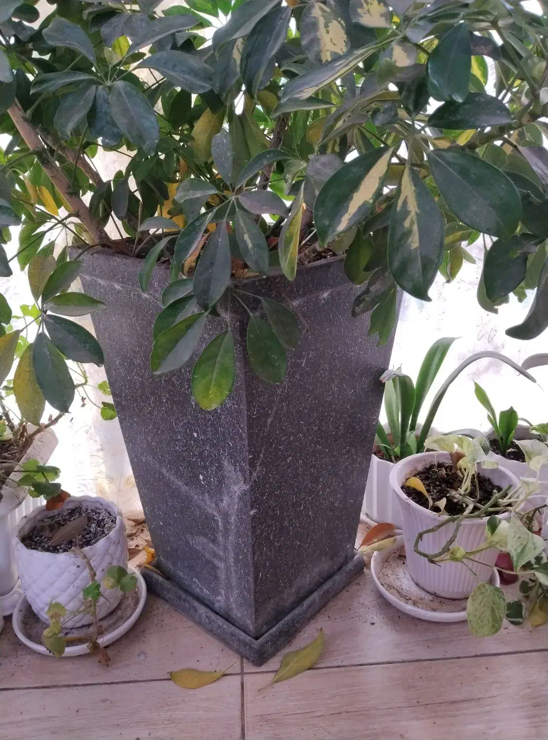 گل و گیاه طبیعی|گل و گیاه طبیعی|رشت, دخانیات|دیوار