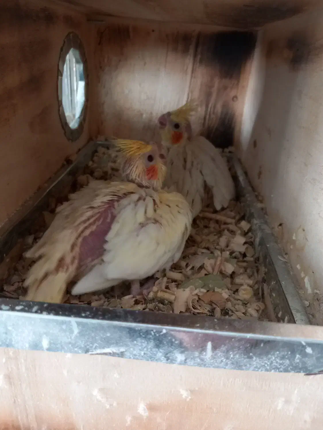 جوجه عروس هلندی|پرنده|ماکو, |دیوار