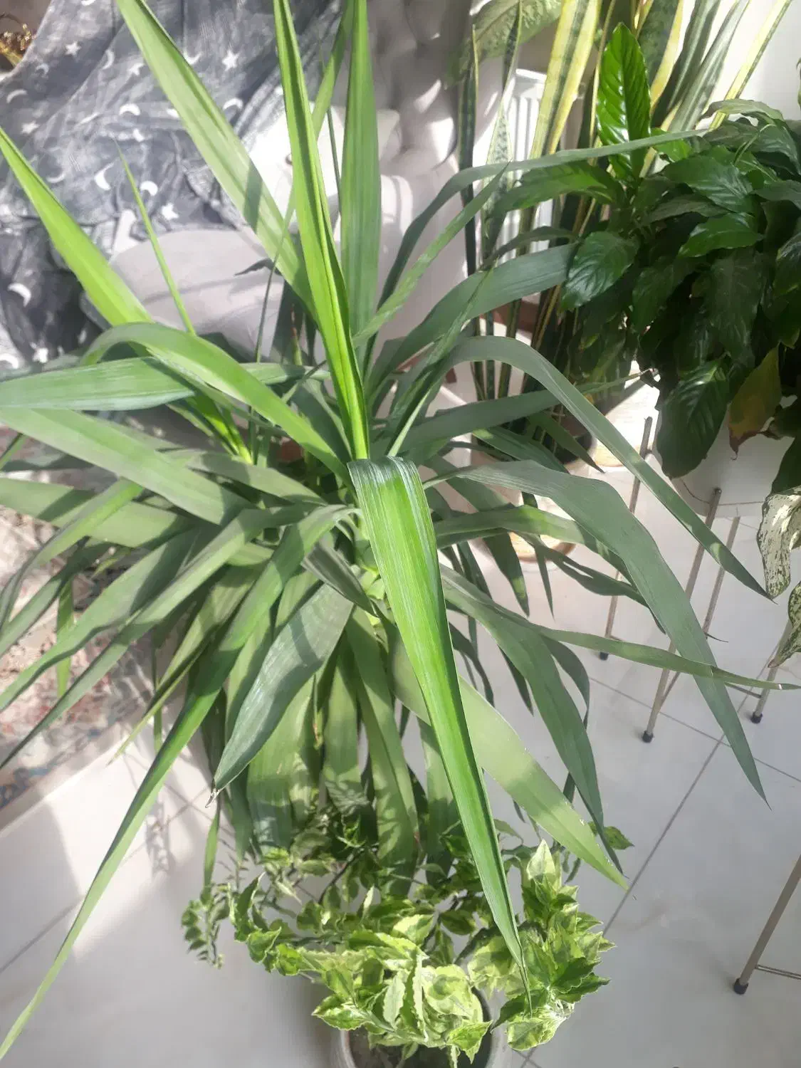 تعدادی گل آپارتمانی|گل و گیاه طبیعی|فردیس, فردیس|دیوار