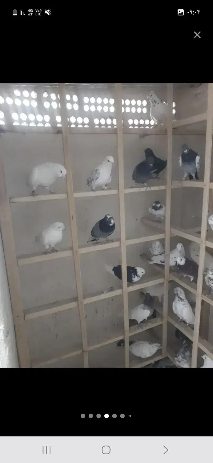 بارجدید رسید|پرنده|کوهدشت, |دیوار