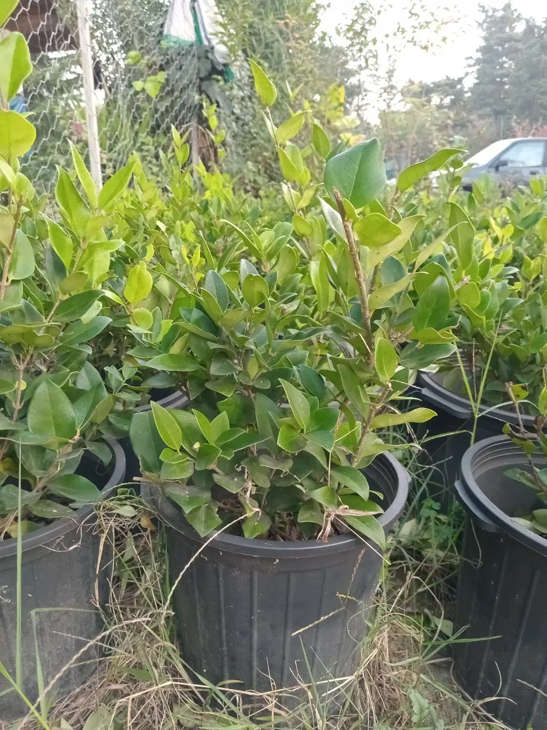 یاس و فتونیا|گل و گیاه طبیعی|کلاچای, |دیوار