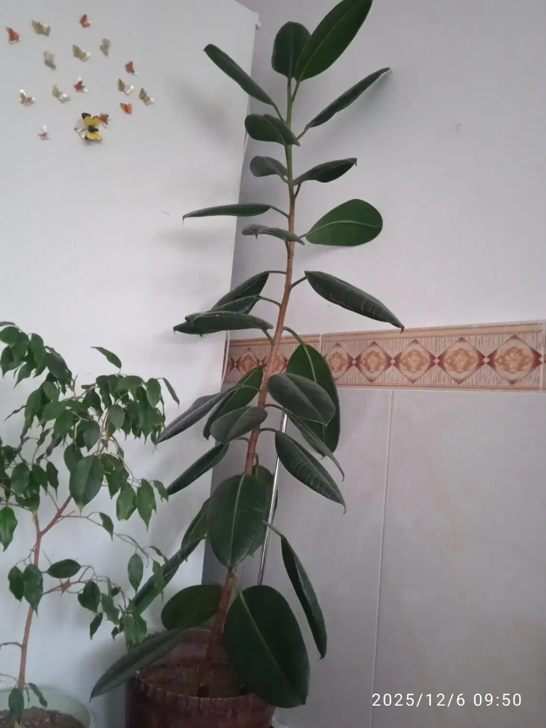 گل نو فیکو  تماس پاسخگو هستیم 750000|گل و گیاه طبیعی|ابهر, |دیوار