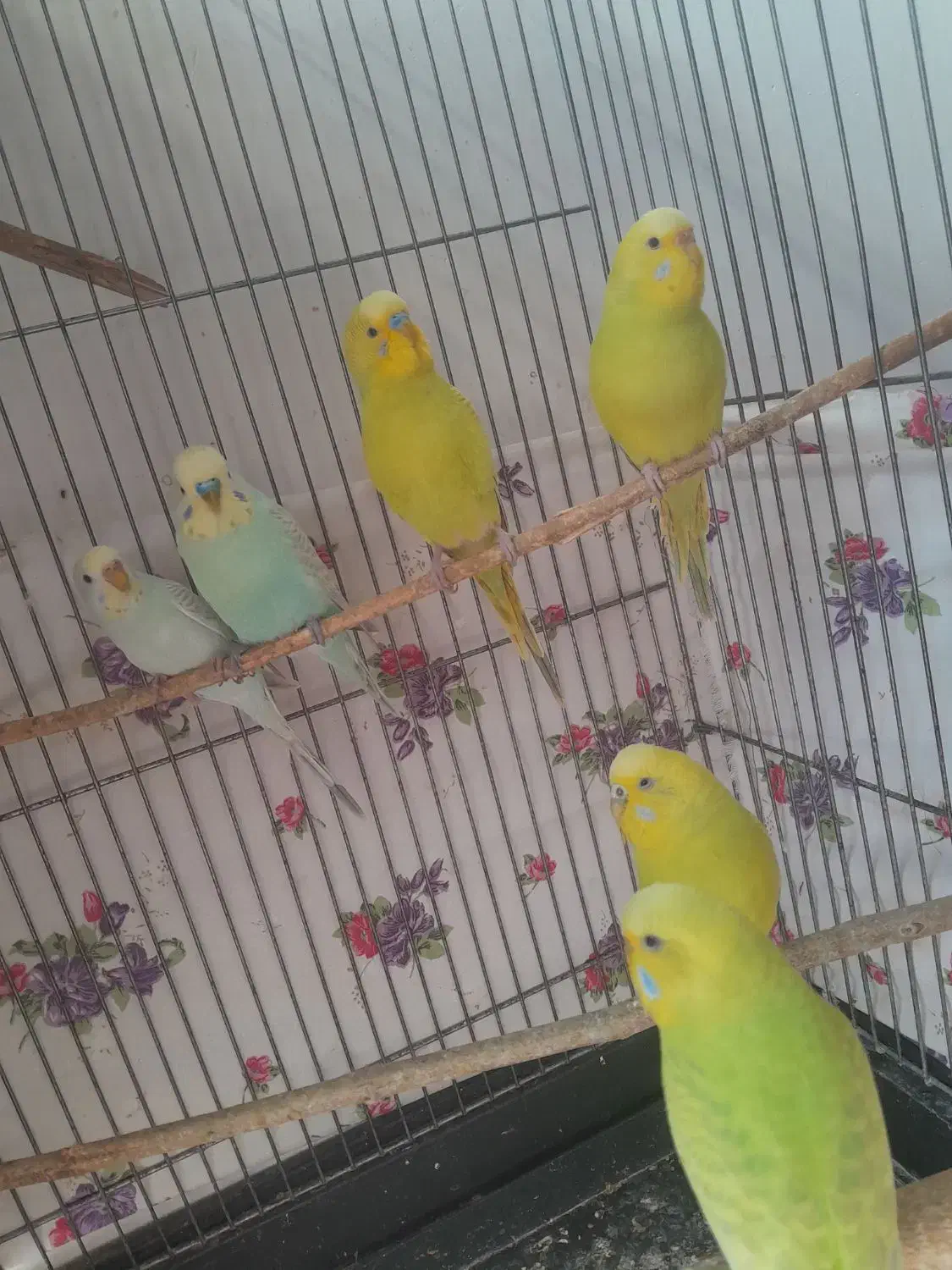 مرغ عشق‌ طوطی‌ رنگین‌کمانی|پرنده|گلستان (تهران), |دیوار