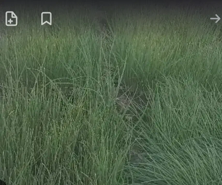 تیم پیاز|عمده‌فروشی|چرام, |دیوار