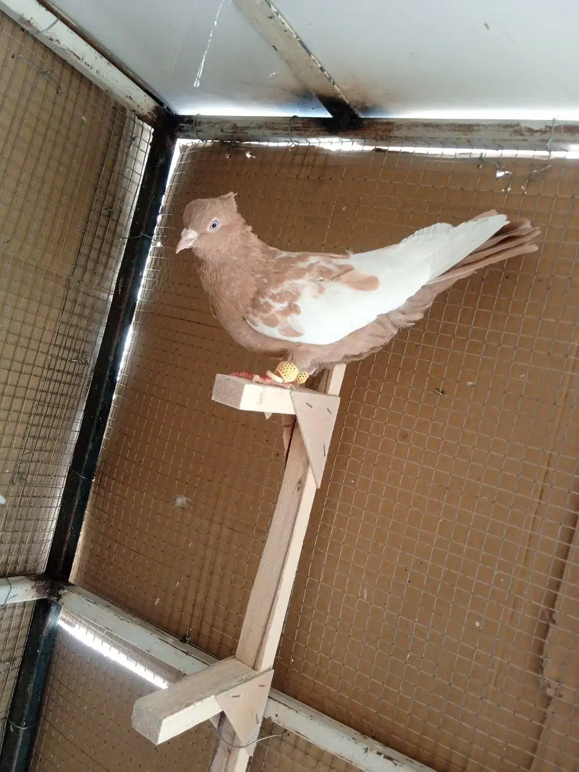 کبوترسینه زرد|پرنده|شیراز, سعدیه شمالی|دیوار