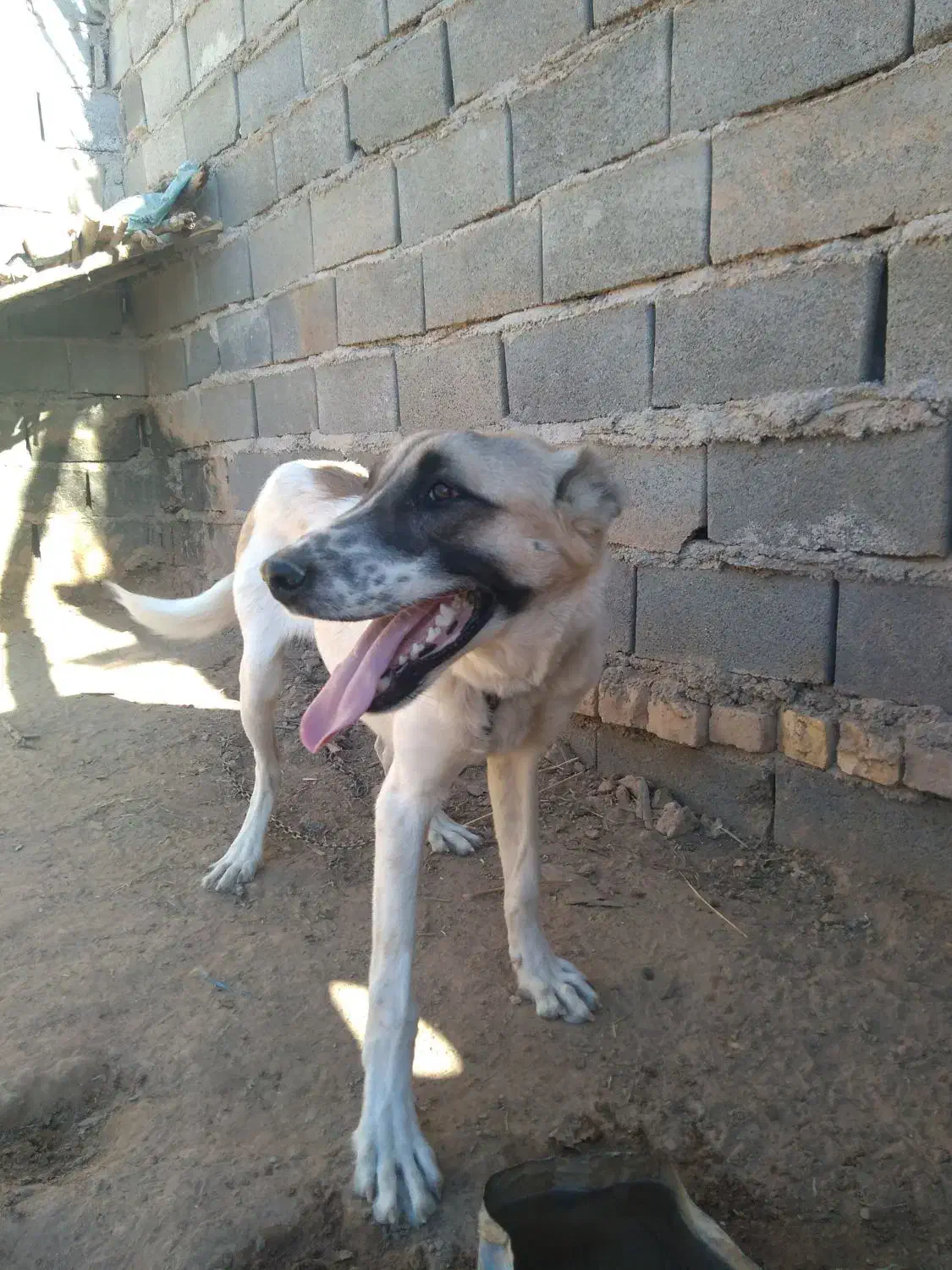 واگذاری سگ|سگ|اسفراین, |دیوار