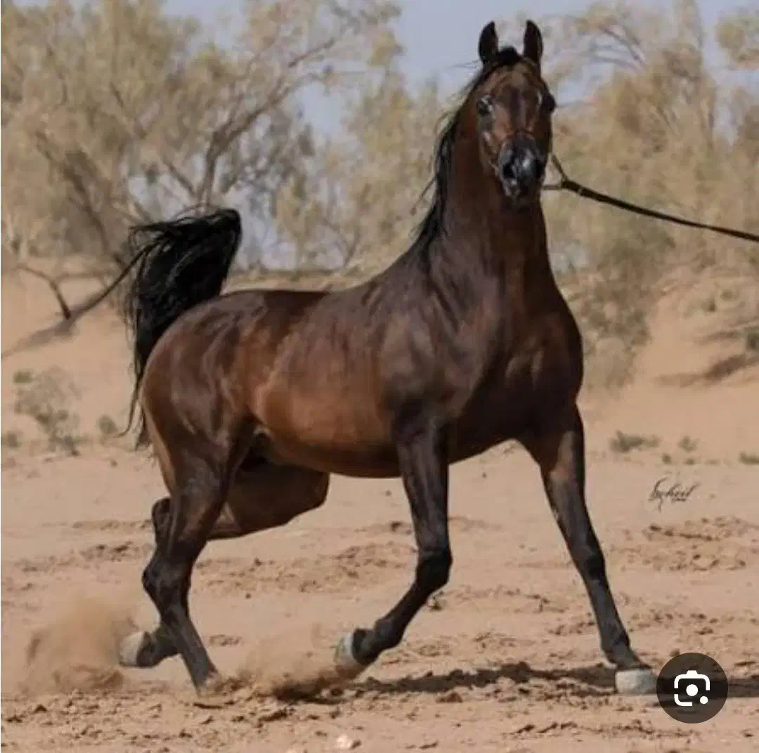 اسب دوسرمصری عرب|اسب و تجهیزات اسبسواری|یزد, |دیوار