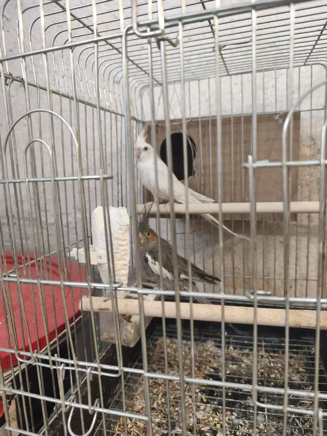 عروس مولد|پرنده|داراب, |دیوار