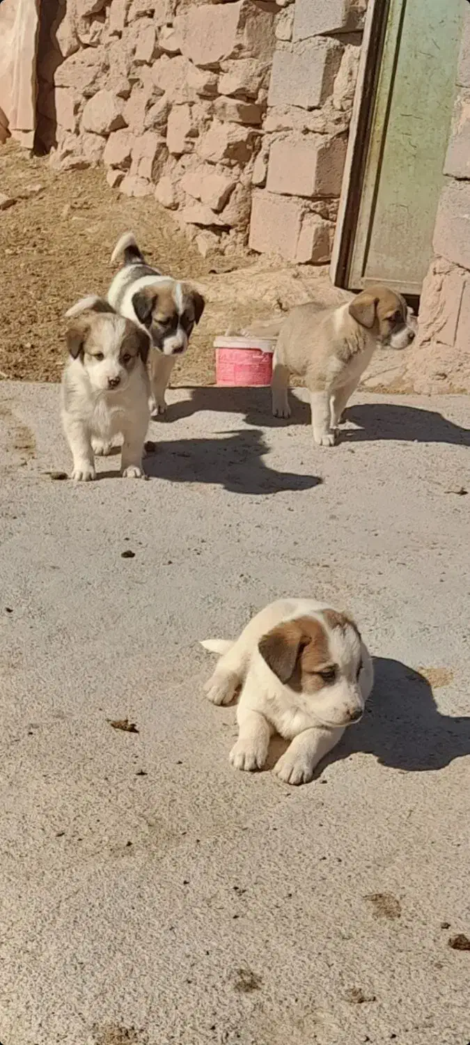 نر فروشی|سگ|شیروان (خراسان), |دیوار