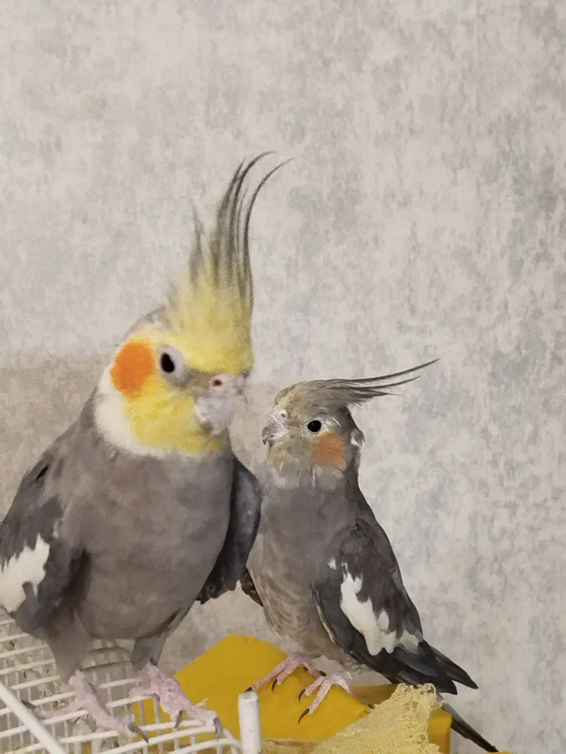 جفت عروس هلندی سینامون کارداده کینگ سایز|پرنده|شیراز, گلشن|دیوار