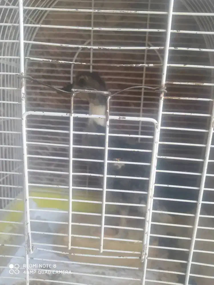 اردک|حیوانات مزرعه|مرودشت, ثبت احوال|دیوار