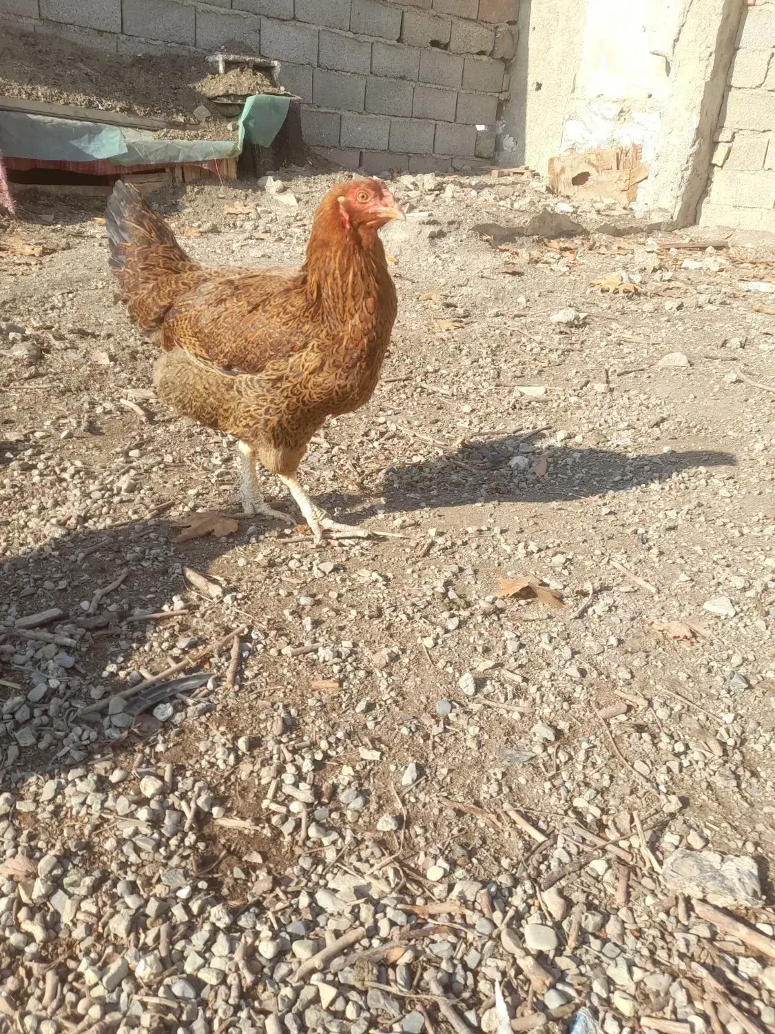 مرغ لاری دورگ|حیوانات مزرعه|چهارباغ, |دیوار