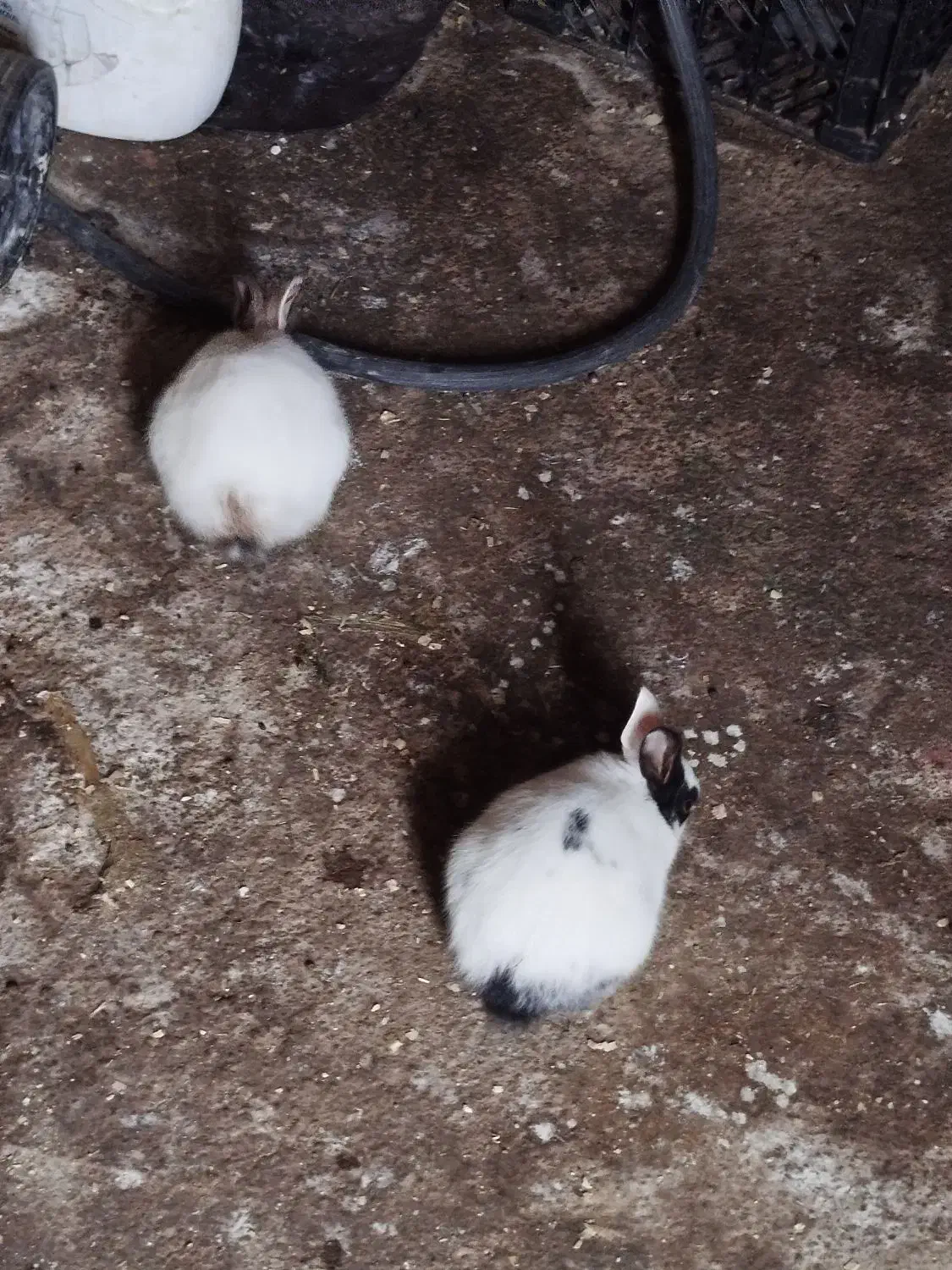 خرگوش|موش و خرگوش|قصرشیرین, |دیوار