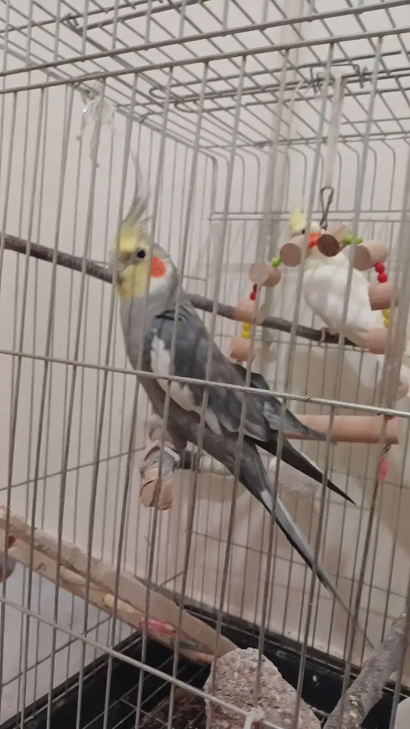 دو عدد عروس هلندی|پرنده|سنندج, |دیوار