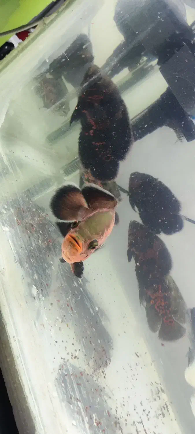 ماهی|ماهی|زاهدان, |دیوار