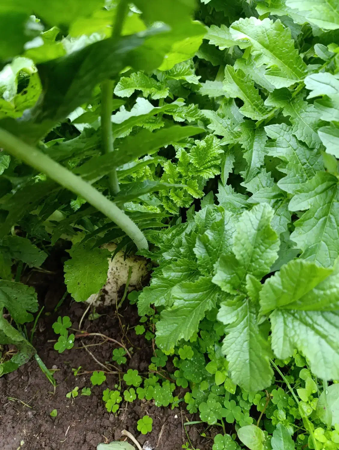 سبزی محلی ارگانیک|خوردنی و آشامیدنی|کیاشهر, |دیوار