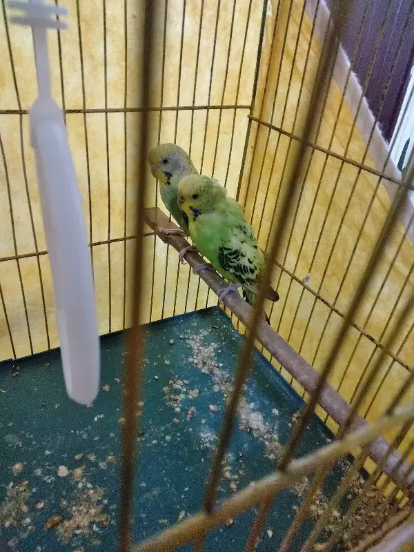 مرغ عشق|پرنده|لنگرود, |دیوار