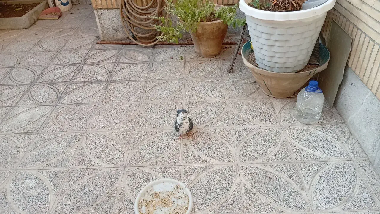 دمگیر ماده|پرنده|اصفهان, پروین|دیوار