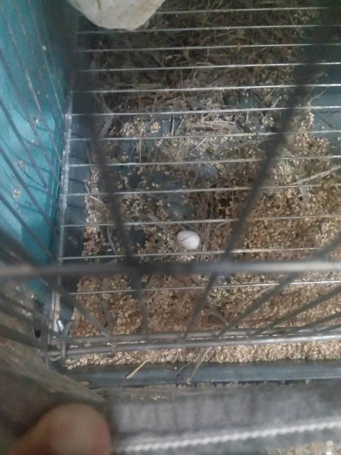 فنچ نیمه دستی مولد|پرنده|تهران, دکتر هوشیار|دیوار