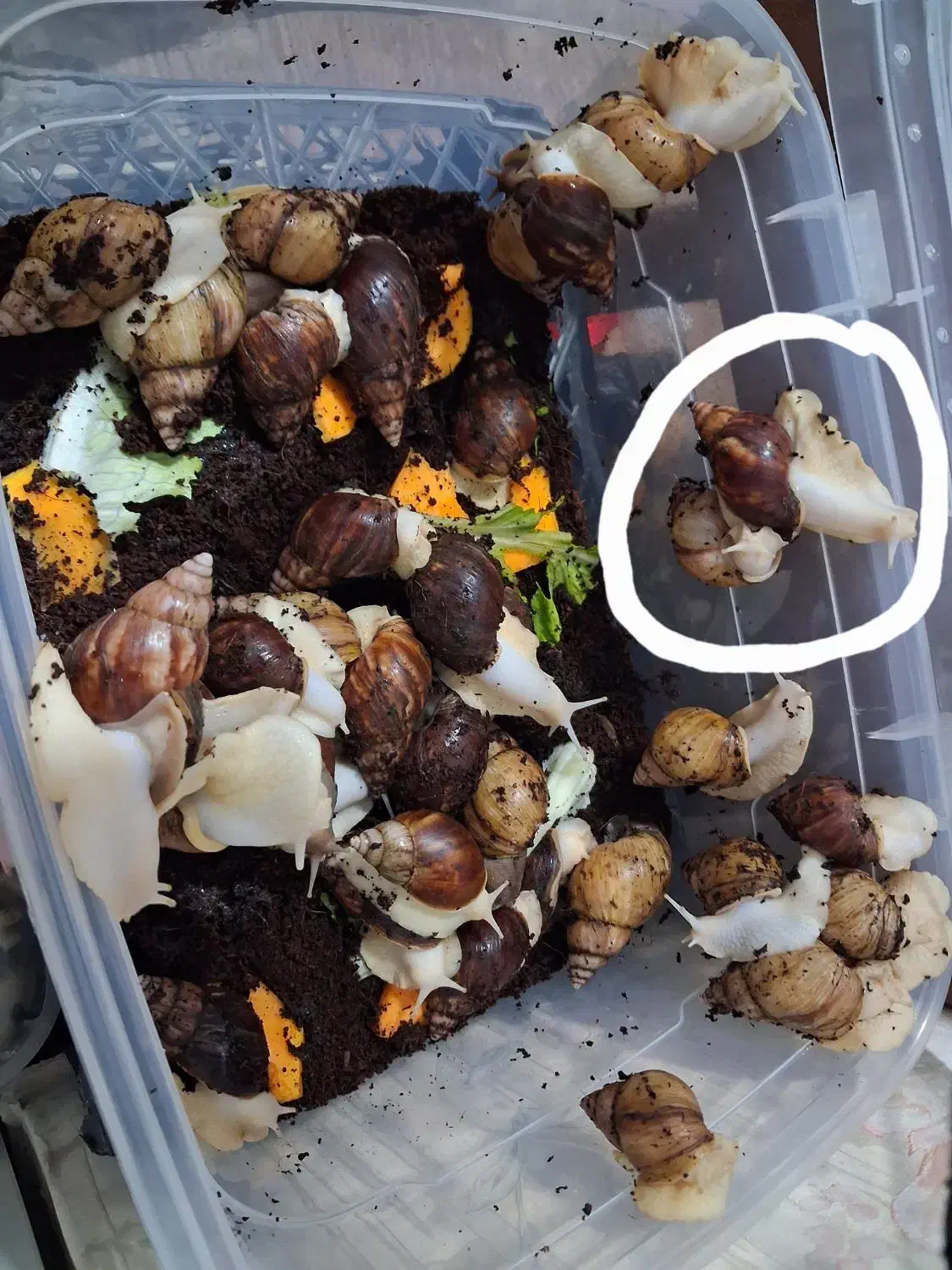 حلزون های ۳تا۴ سانتی|خزنده|تهران, بلورسازی|دیوار