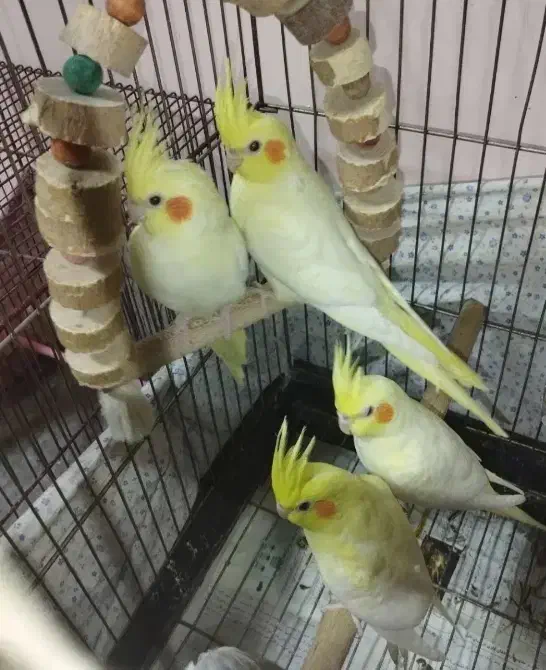 عروس هلندی|پرنده|مود, |دیوار