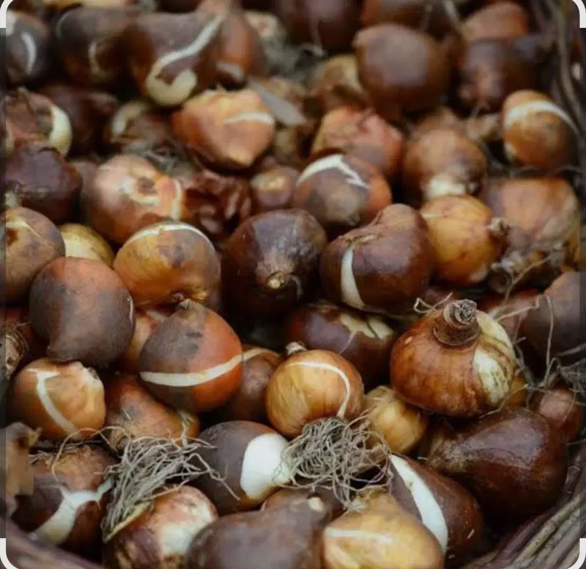 پیاز گل نرگس|خدمات باغبانی و درختکاری|بهبهان, |دیوار