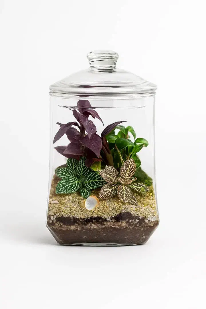 گیاه طبیعی|گل و گیاه طبیعی|باقرشهر, |دیوار