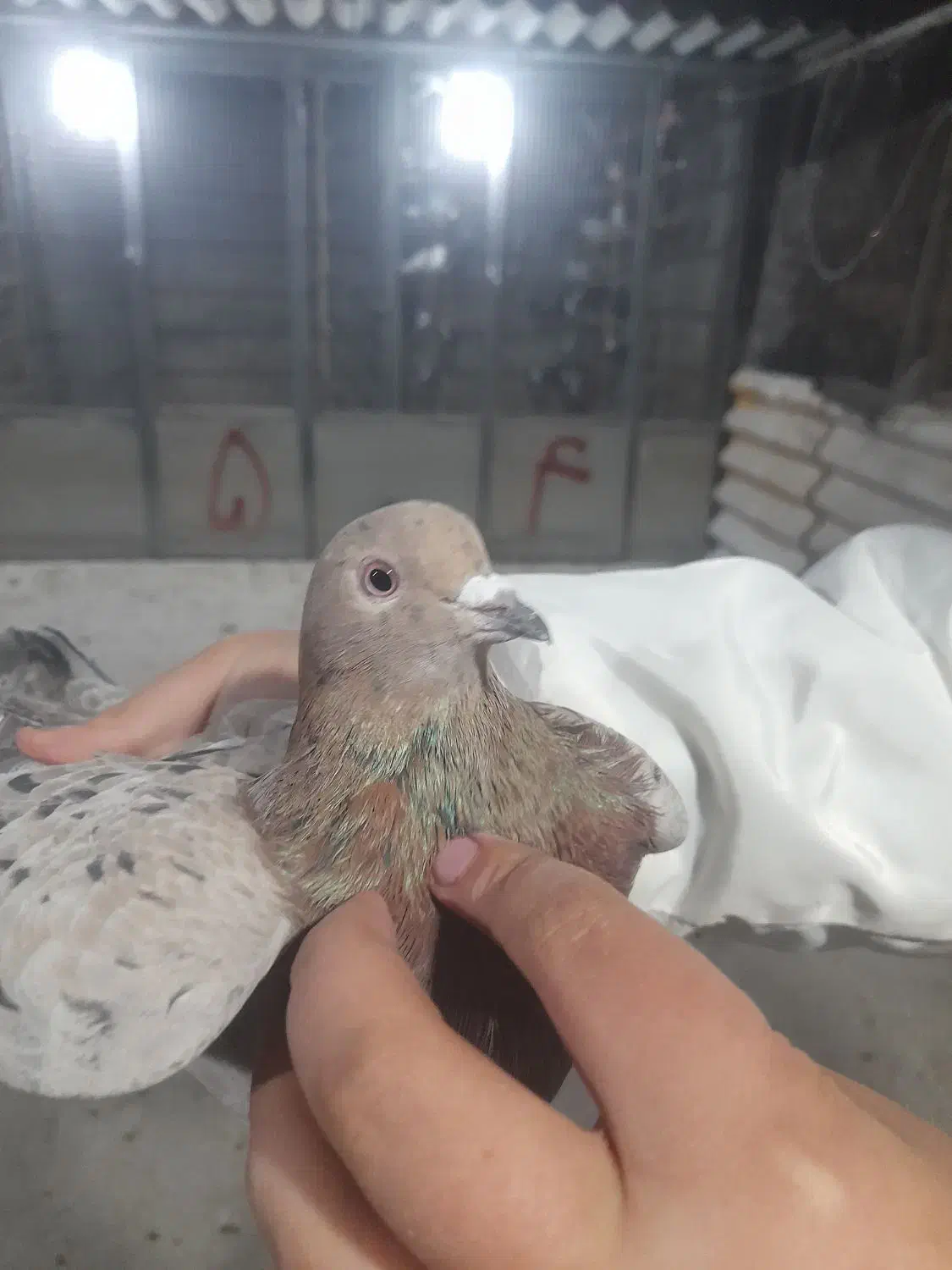 کفتر پرشی|پرنده|تهران, دبستان|دیوار