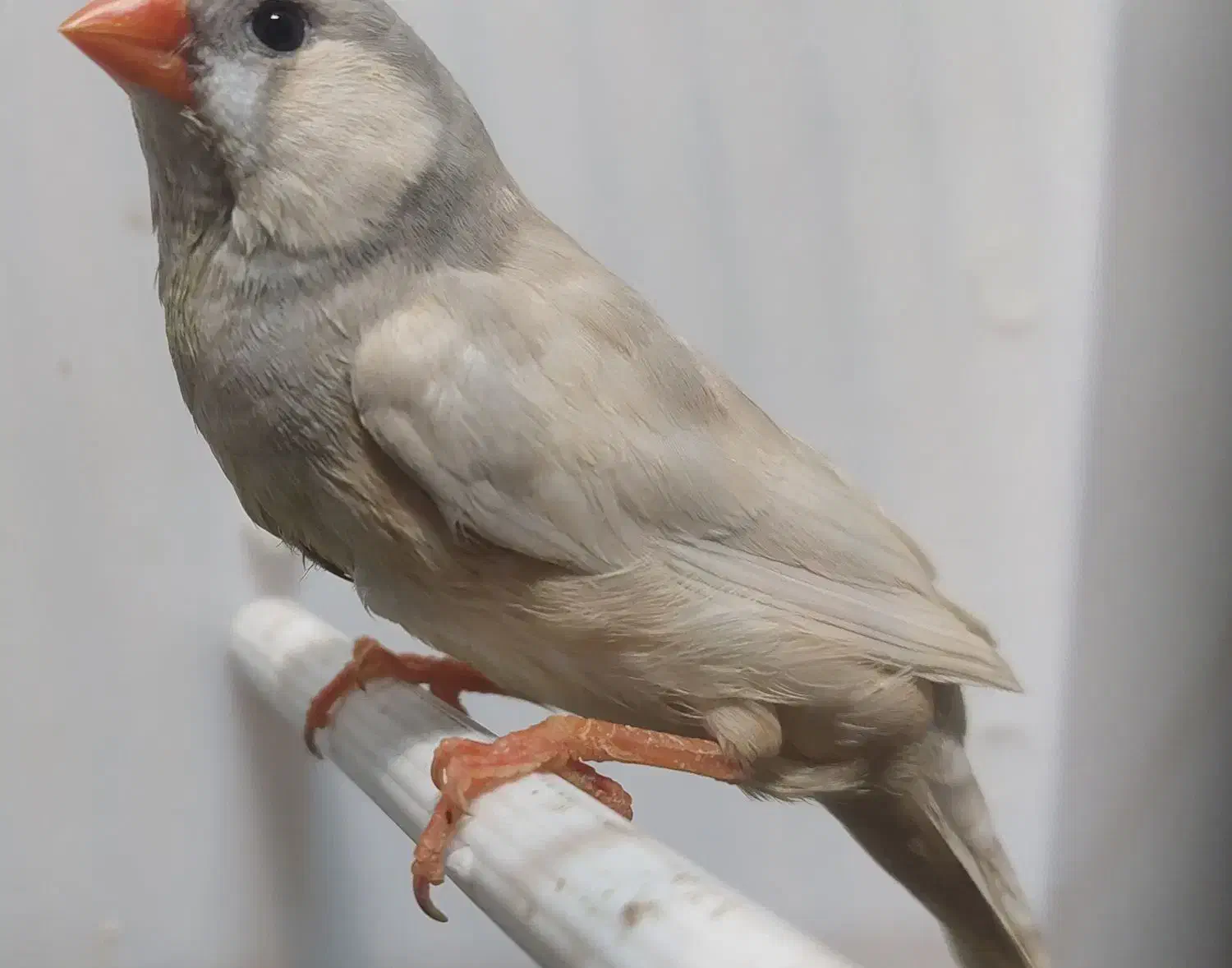 فنج اروپایی تازه بالغ خوش رنگ لپ سفید|پرنده|خمینی‌شهر, |دیوار