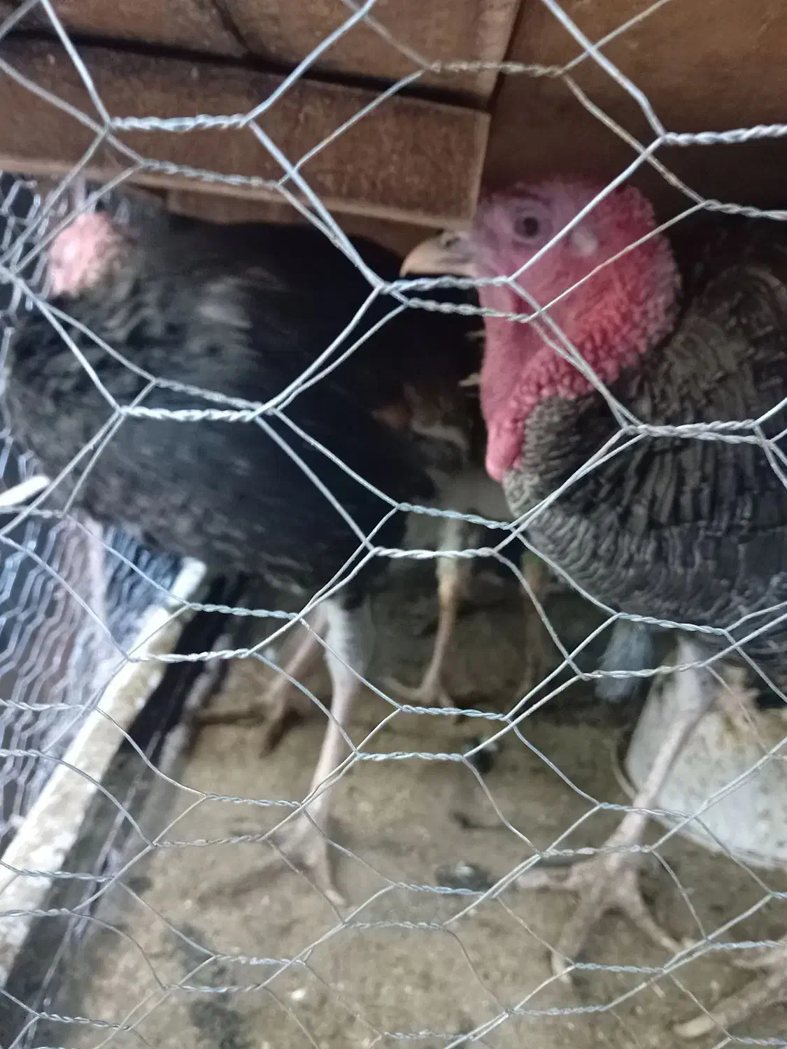 فروش بوقلمون|حیوانات مزرعه|بم, |دیوار