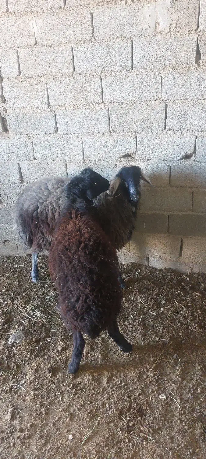 گوسفند نر|حیوانات مزرعه|ماهدشت, |دیوار
