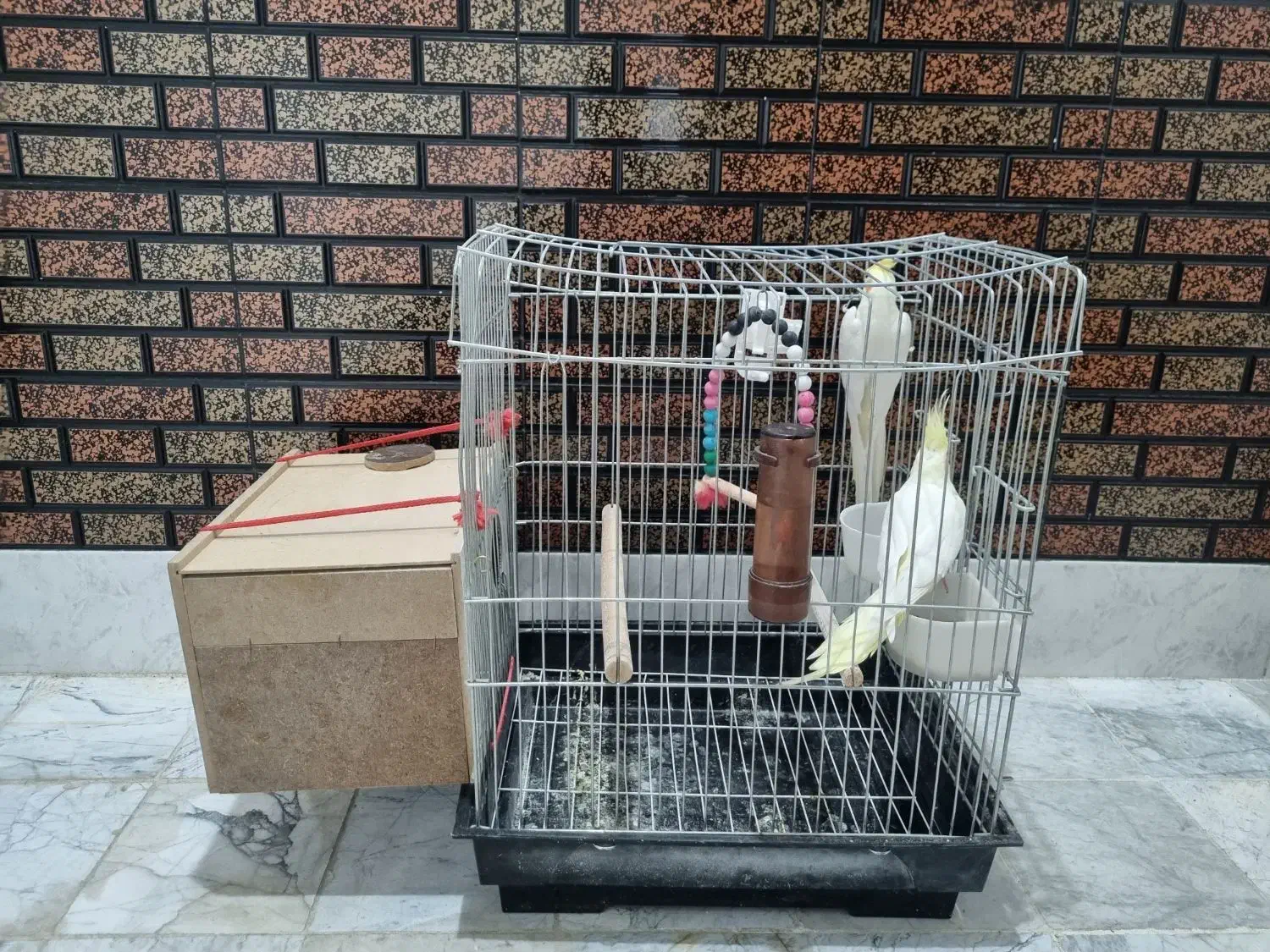 جفت عروس هلندی لوتینو|پرنده|نجف‌آباد, شریعتی غربی|دیوار