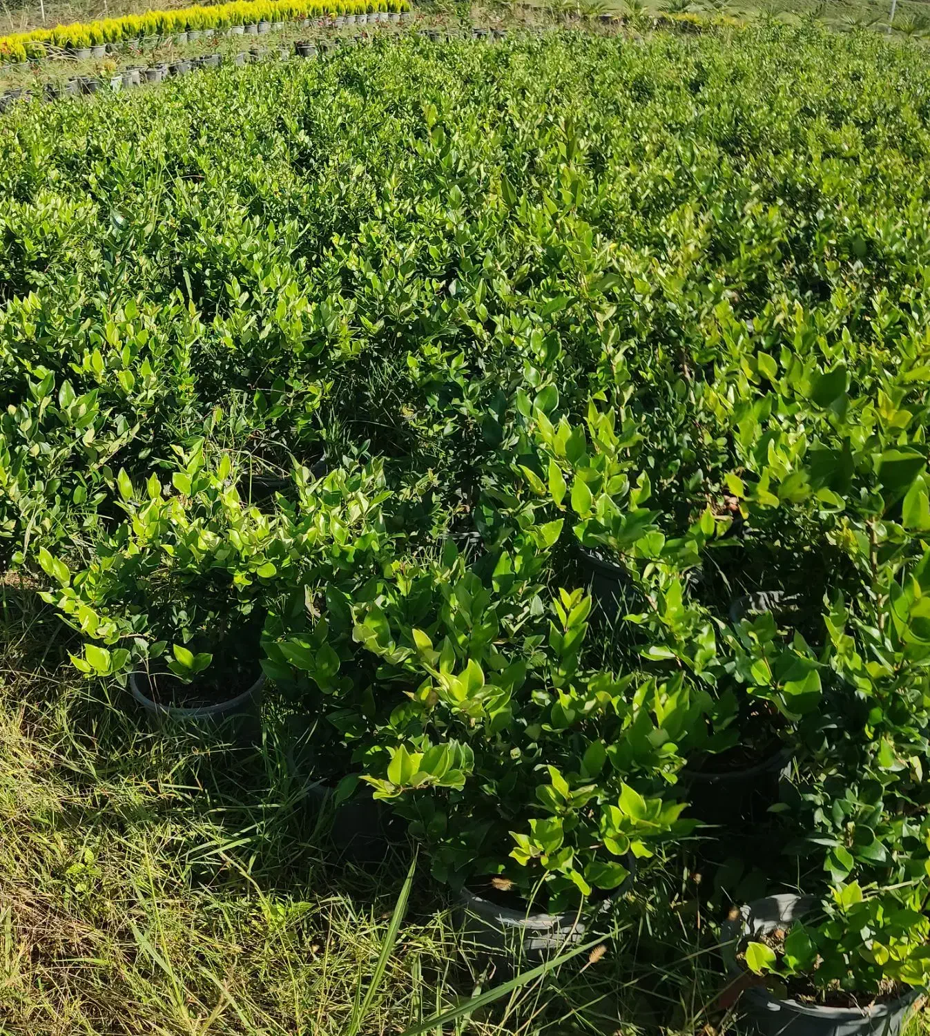 فروش یاس هلندی و کامیس زعفرانی|گل و گیاه طبیعی|خرمآباد (تنکابن), |دیوار