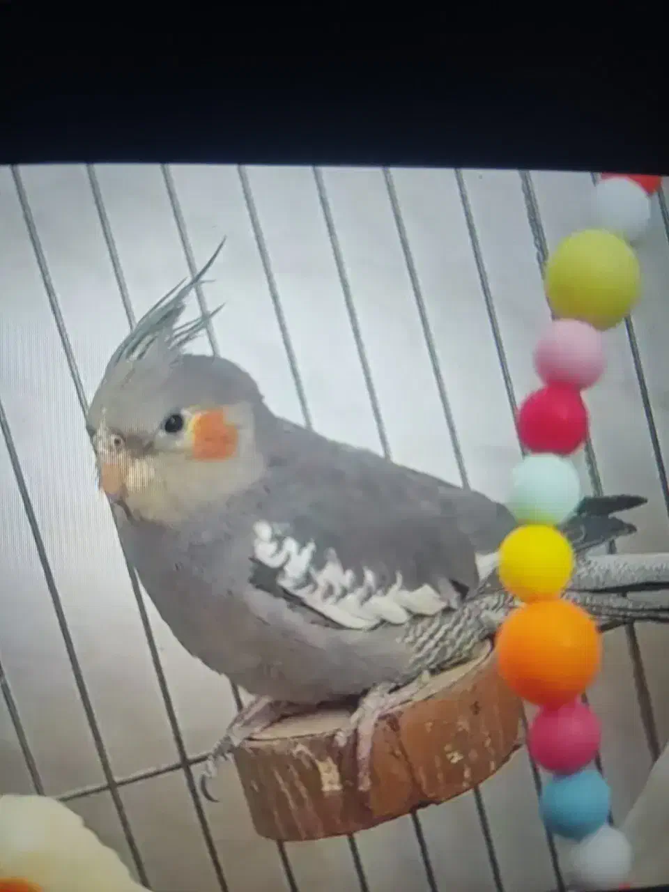 عروس هلندی نر معاوضه باقناری نر|پرنده|ری, دیلمان|دیوار