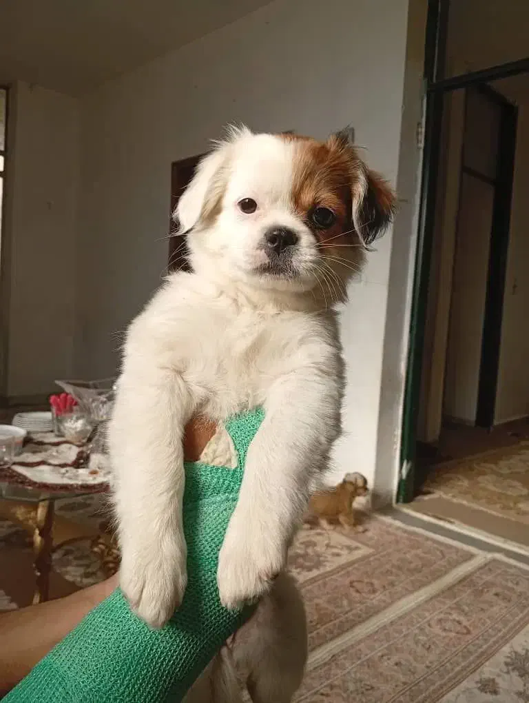 توله سگ فروشی|سگ|گنبد کاووس, |دیوار