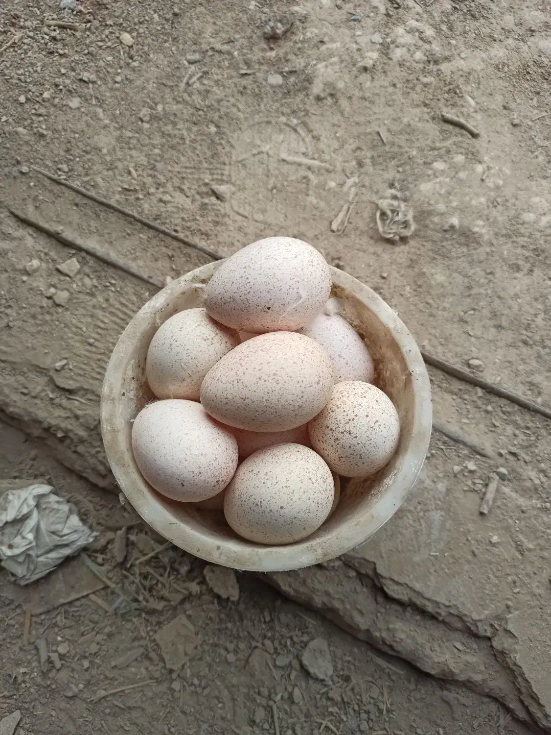 تخم بوقلمون|حیوانات مزرعه|بهارستان, |دیوار