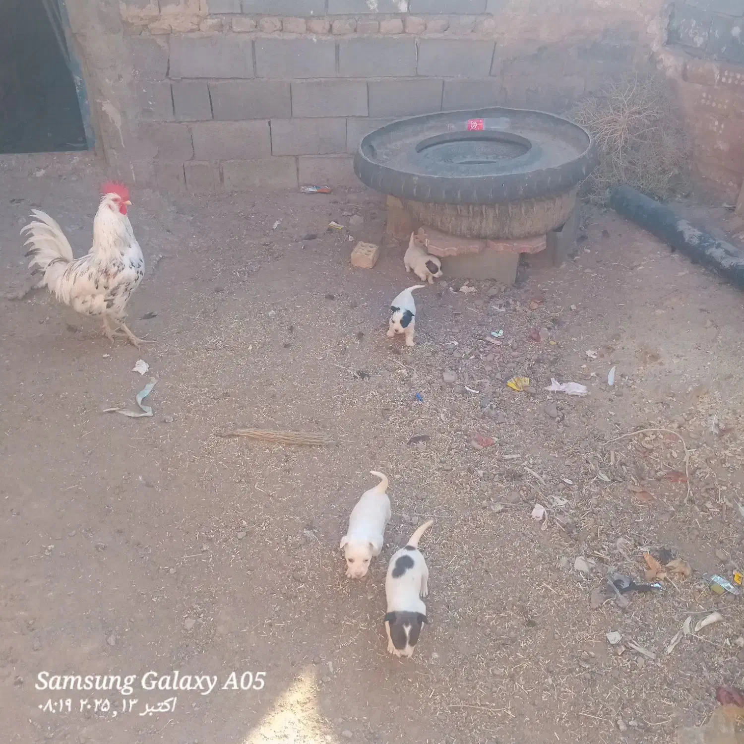 پاپی|سگ|تربت جام, میان جام|دیوار