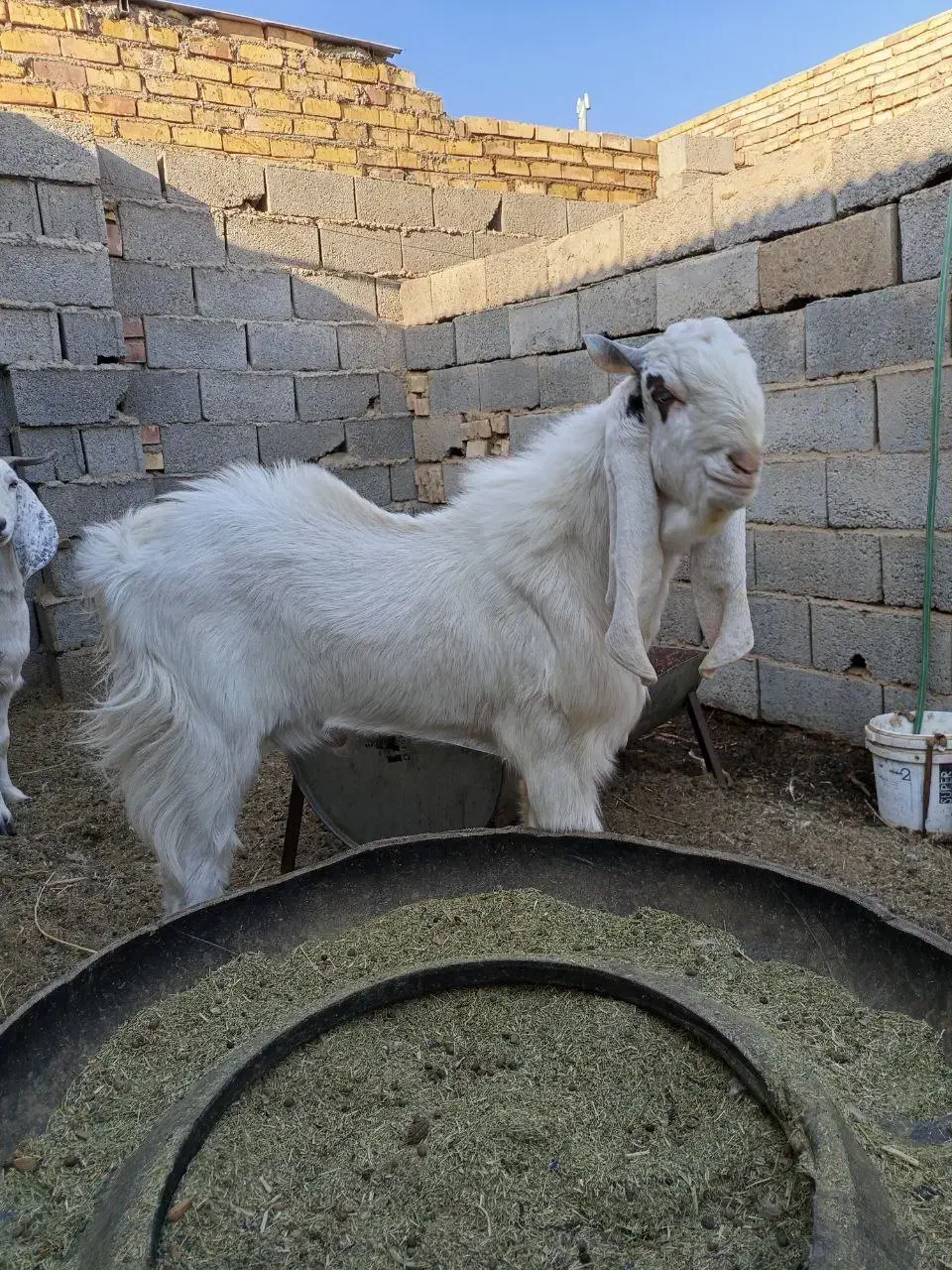 بز نر تکه پارسالی|حیوانات مزرعه|تربت‌حیدریه, مسجد جامع|دیوار