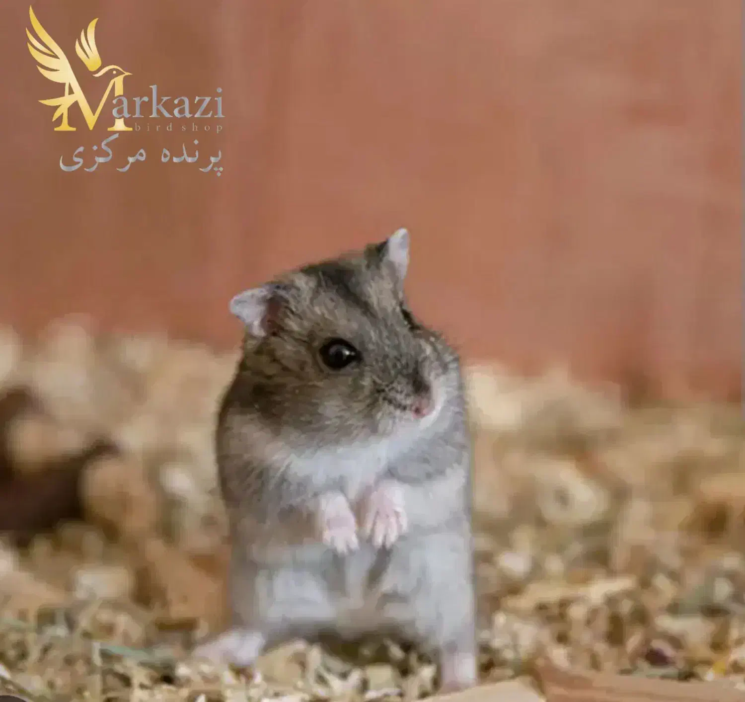 همستر مینیاتوری|موش و خرگوش|بندرعباس, |دیوار