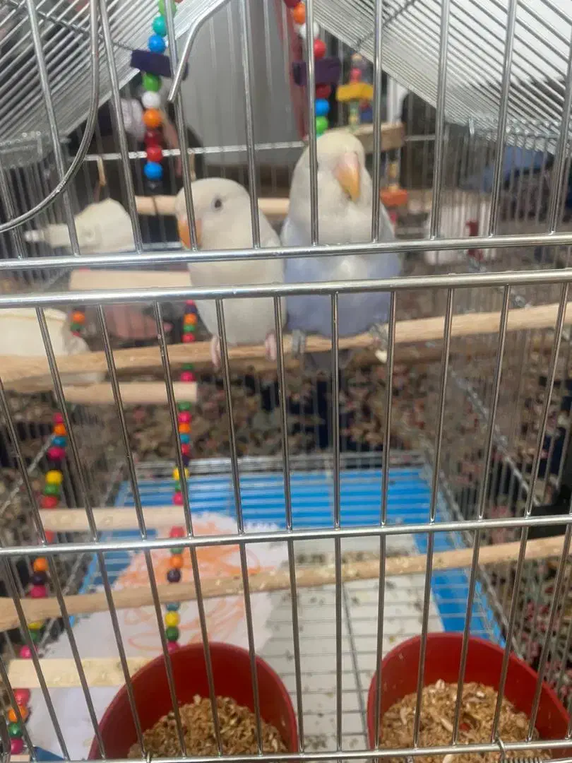 کوتوله برزیلی رام با قفس|پرنده|زرند, |دیوار