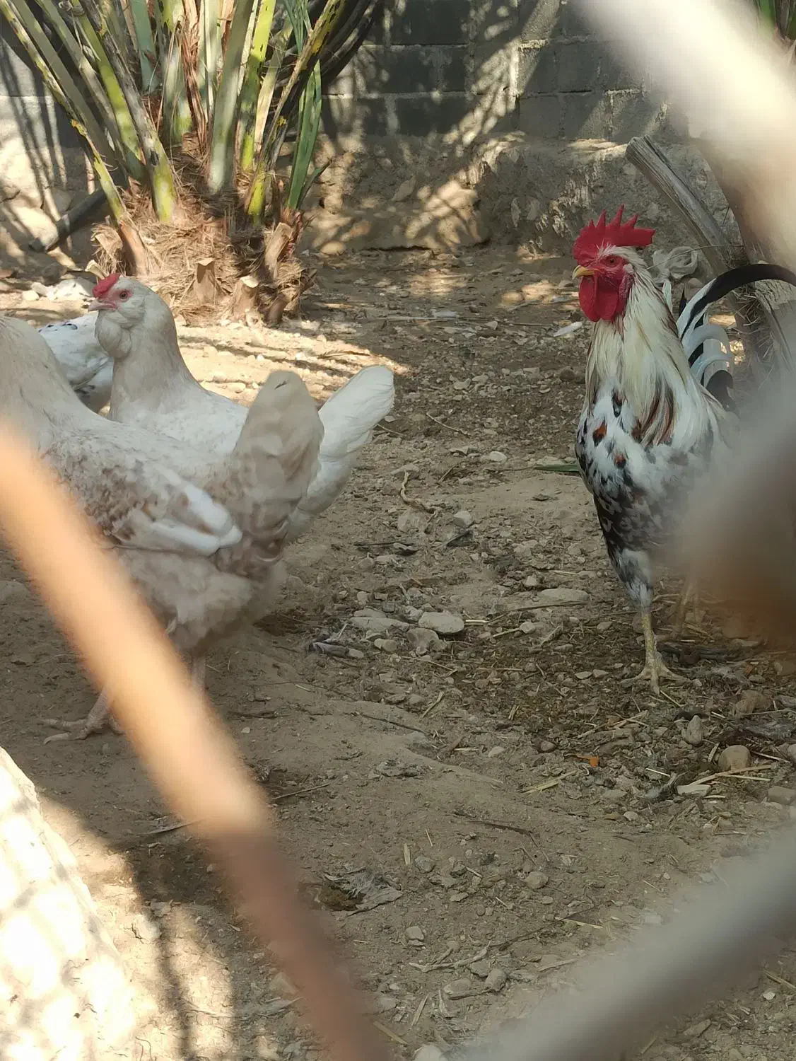 15عدد تخم مرغ برای جوجه کشی موجود دارم|حیوانات مزرعه|لامرد, |دیوار