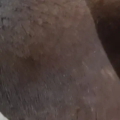 کبوتر پیدا شده|پرنده|خانمیرزا, |دیوار