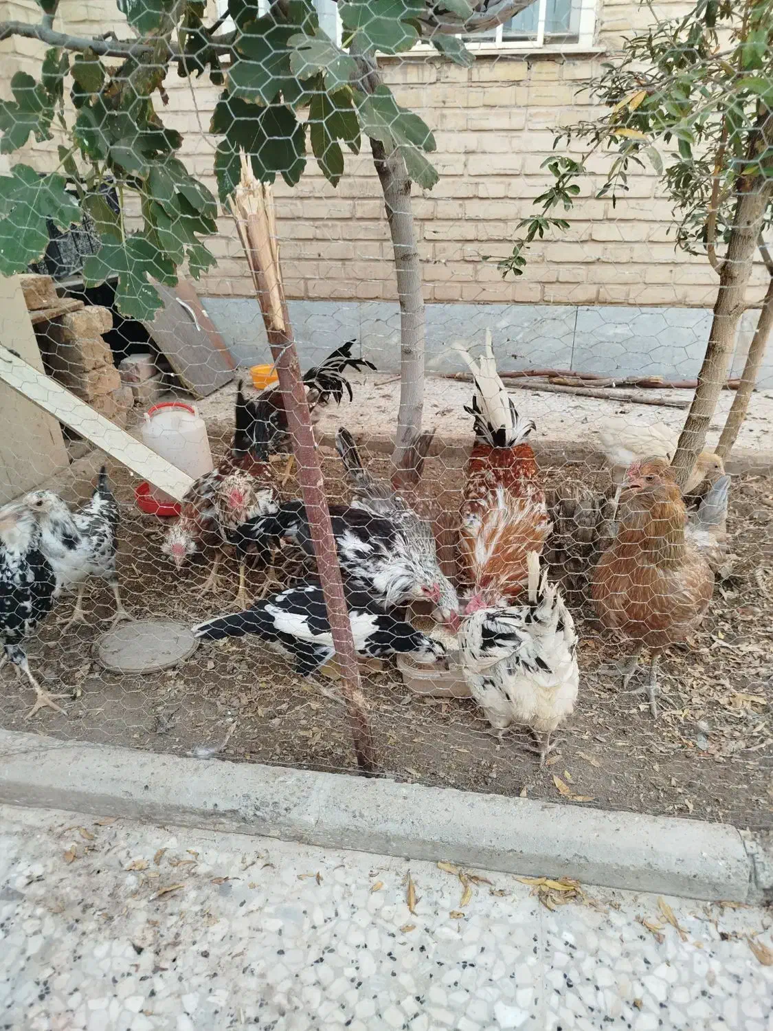 خروس گلین زیبا|حیوانات مزرعه|قم, شهرک مهدیه|دیوار