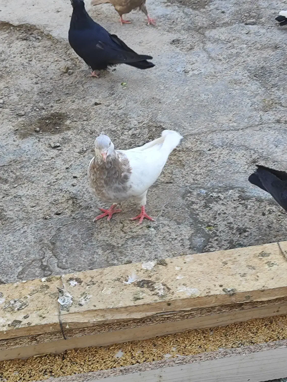 ماده کله کوهی  یا کله الماسی|پرنده|ازنا, |دیوار