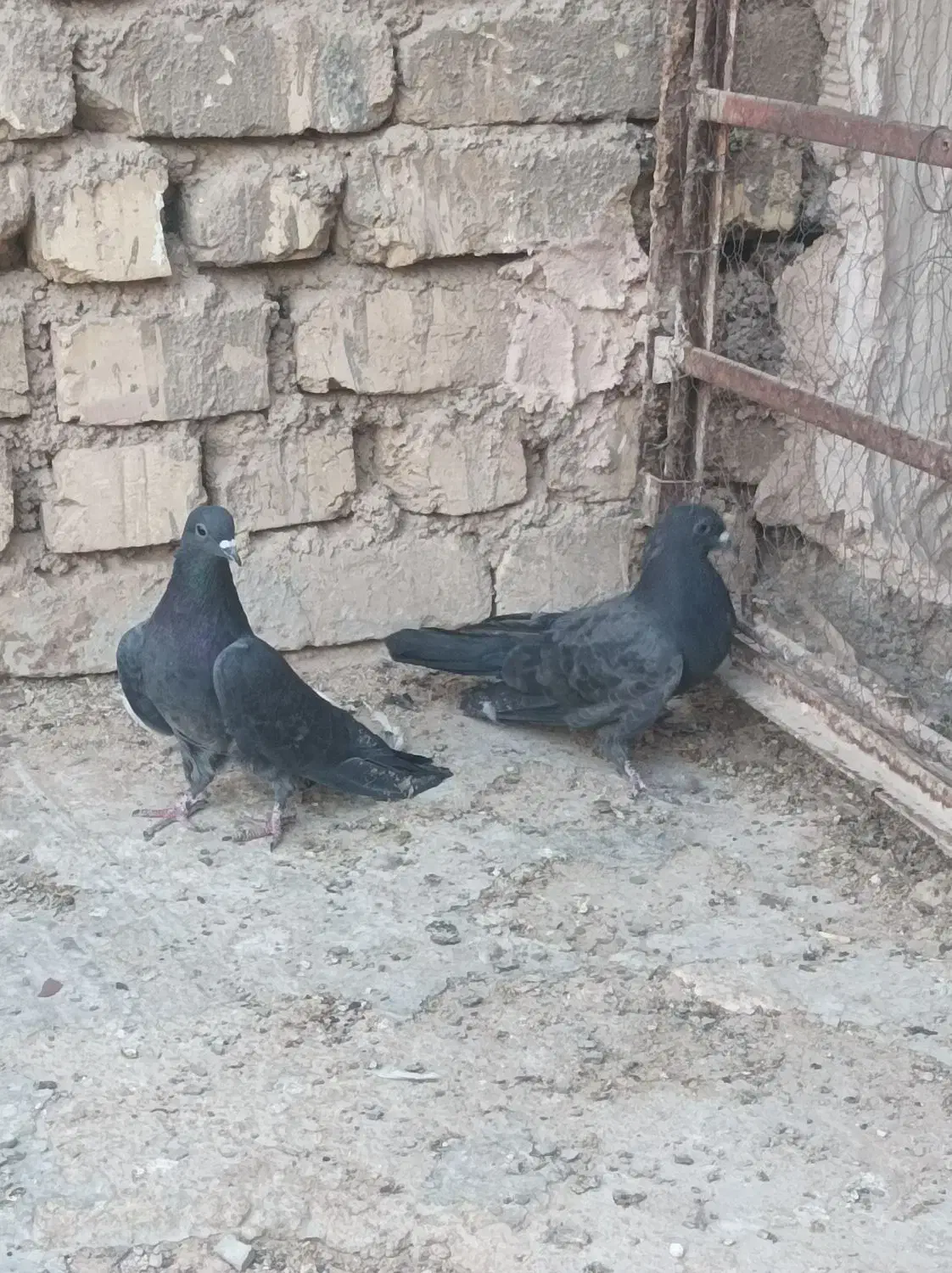 دم گیر|پرنده|برخوار, |دیوار