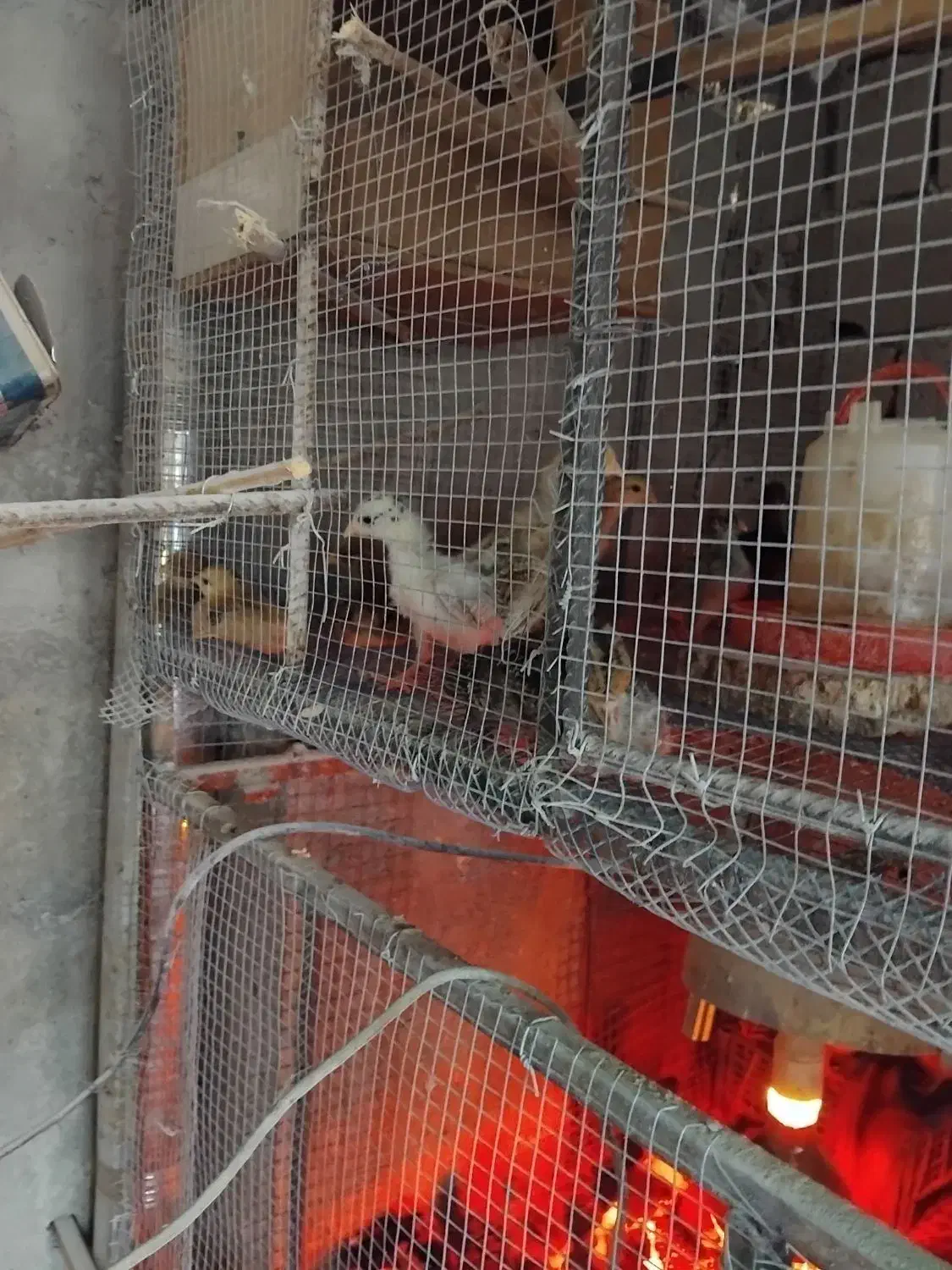 جوجه مرغ ۱روزه و ۱۵و۳۰روزه|حیوانات مزرعه|نگین شهر, |دیوار