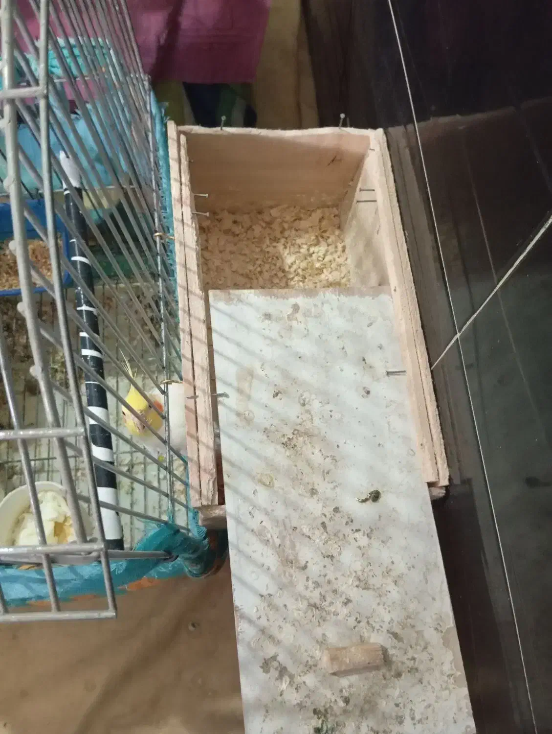 یک جفت عروس هلندی درجه یک با جوجه|پرنده|بومهن, |دیوار